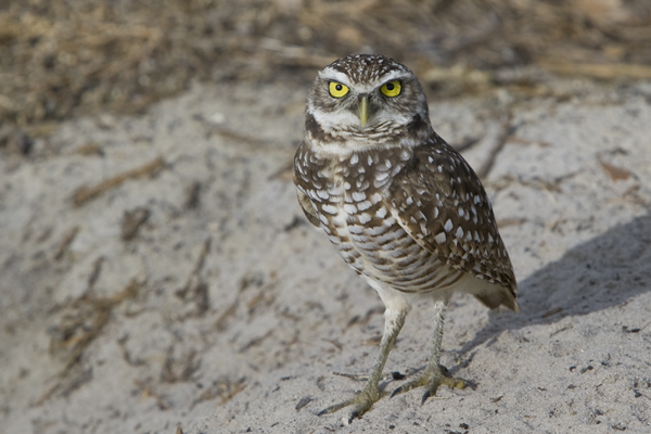 Burrowing Owl in Florida